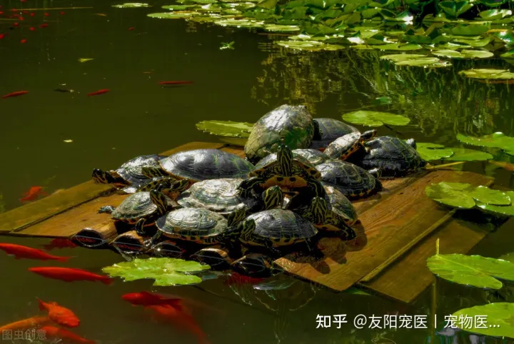 如何分别乌龟的公和母?，怎样分乌龟公母?