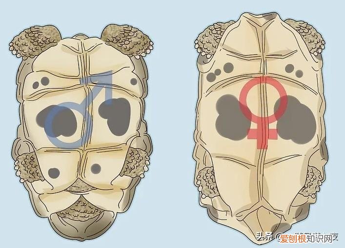 怎么区别乌龟的性别图解,学会区分乌龟的性别