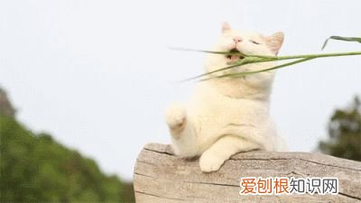 什么是田园猫小得小，“宠物猫”和“田园猫”之间有怎样的差异？戳答案→