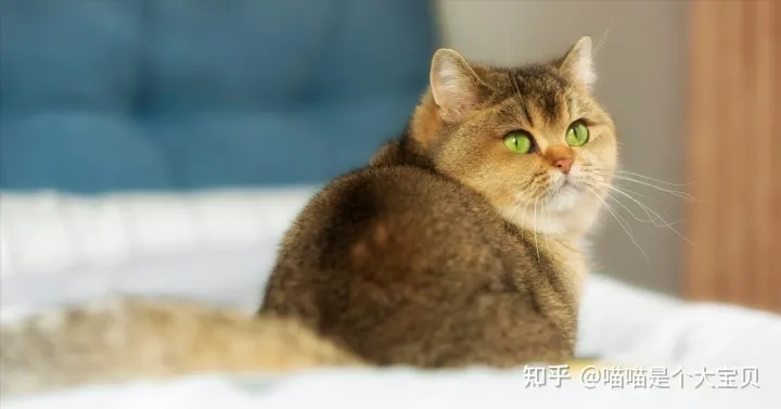 田园猫跟品种猫的区别,宠物猫和田园猫的差别,一个备受欢迎,一个嗤之以鼻
