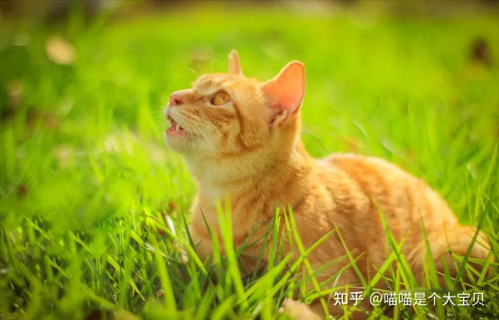 田园猫跟品种猫的区别,宠物猫和田园猫的差别,一个备受欢迎,一个嗤之以鼻