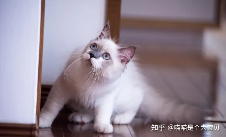 田园猫跟品种猫的区别,宠物猫和田园猫的差别,一个备受欢迎,一个嗤之以鼻