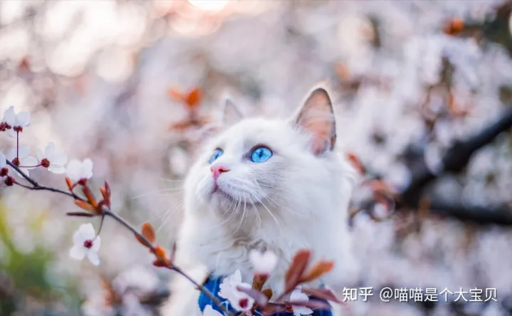 田园猫跟品种猫的区别,宠物猫和田园猫的差别,一个备受欢迎,一个嗤之以鼻