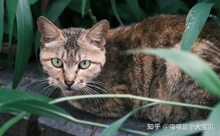 田园猫跟品种猫的区别,宠物猫和田园猫的差别,一个备受欢迎,一个嗤之以鼻
