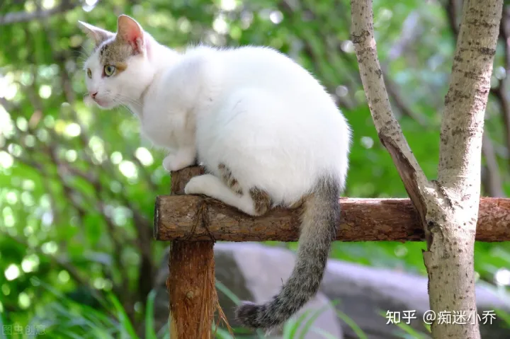 很多人说养猫要养田园猫，养宠物猫和田园猫的五大区别，网友：现在换猫，还来得及吗？