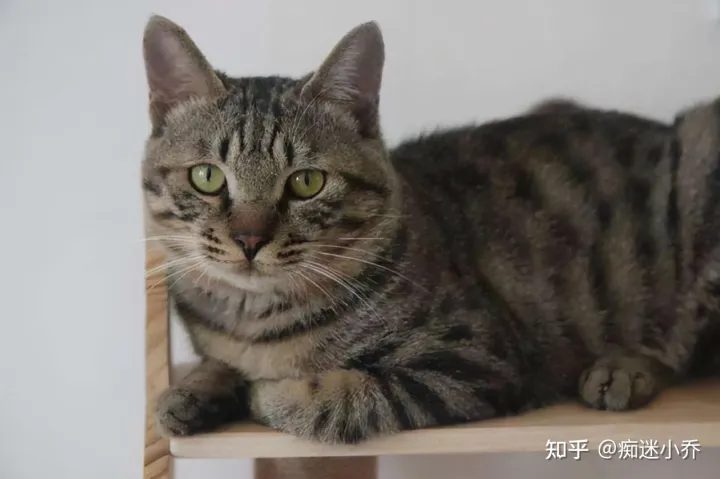 很多人说养猫要养田园猫，养宠物猫和田园猫的五大区别，网友：现在换猫，还来得及吗？
