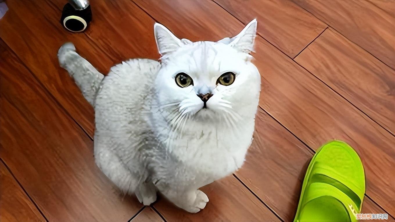 田园猫是小型猫吗，“田园猫”和“宠物猫”的区别，网友：太真实了