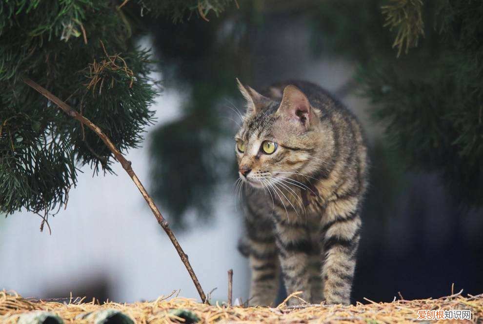 田园猫跟宠物猫的区别，养“宠物猫”和“田园猫”的区别，一目了然，做铲屎官不容易