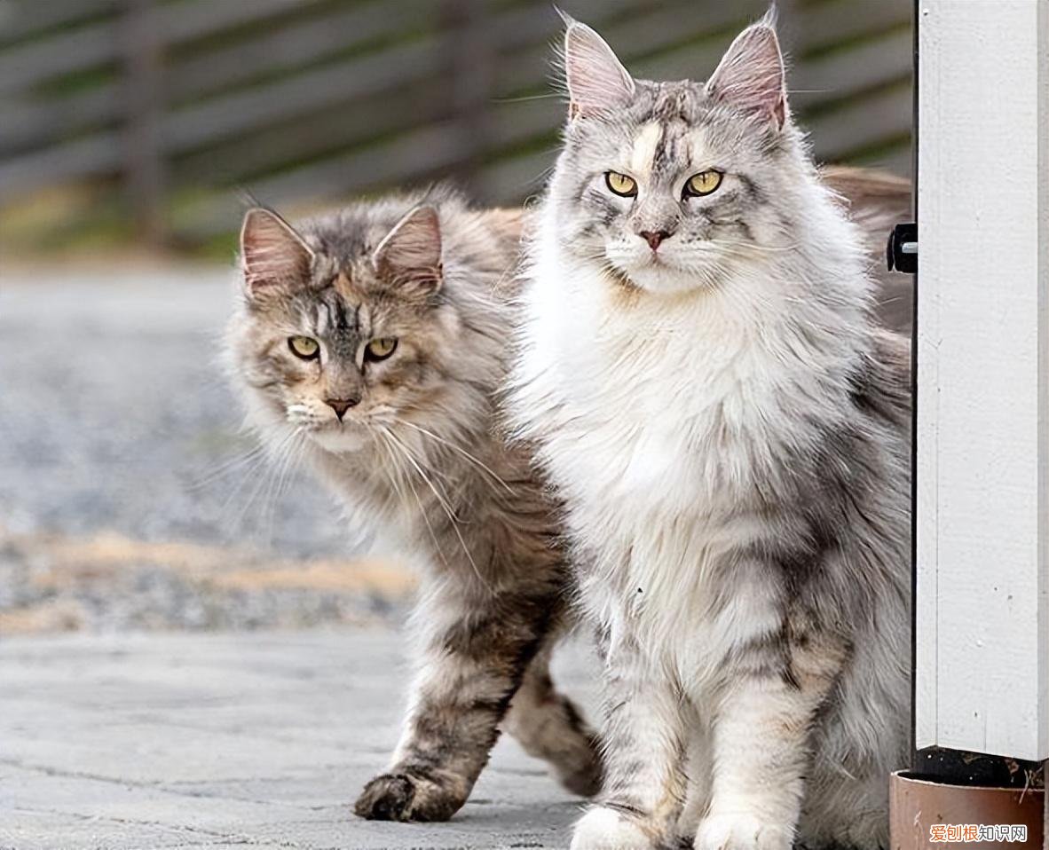 田园猫跟宠物猫的区别，养“宠物猫”和“田园猫”的区别，一目了然，做铲屎官不容易