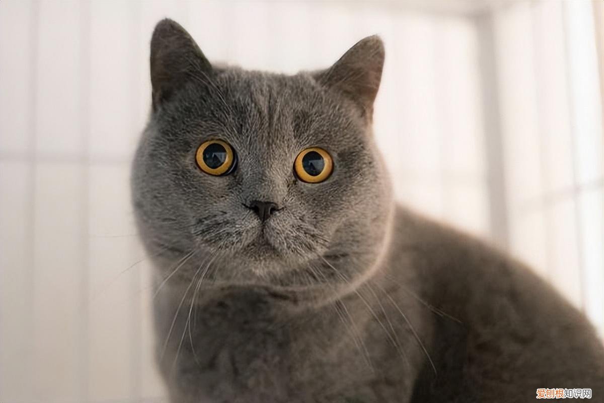 田园猫跟土猫的区别，“中华田园猫”和“宠物猫”的区别，养过的都说土猫更好养