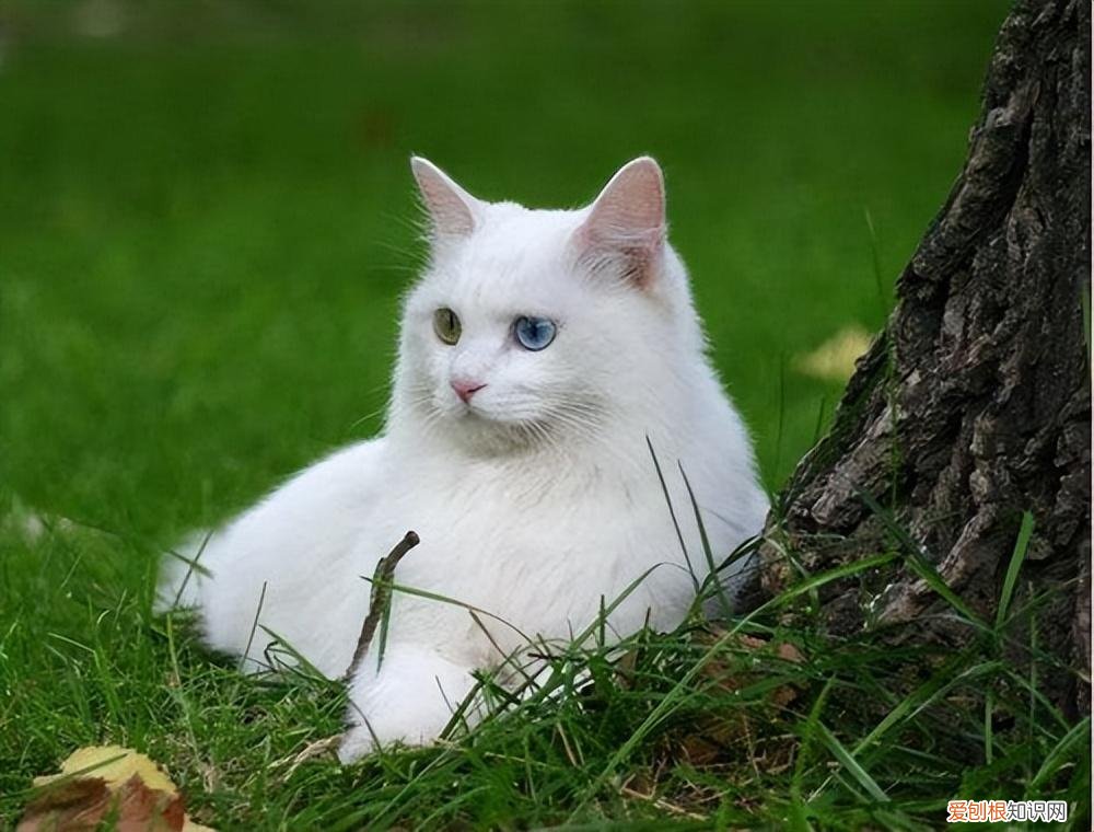 田园猫跟土猫的区别，“中华田园猫”和“宠物猫”的区别，养过的都说土猫更好养