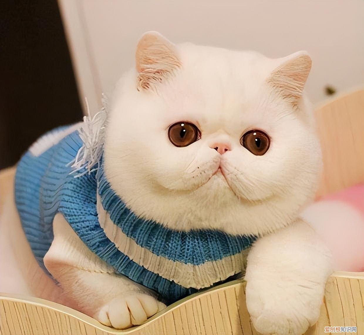 田园猫跟土猫的区别，“中华田园猫”和“宠物猫”的区别，养过的都说土猫更好养