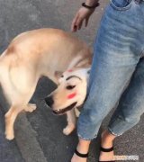 幼犬抱大腿表示着什么 狗狗“抱大腿”的含义，一般人都不懂！