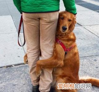 幼犬抱大腿表示着什么 狗狗“抱大腿”的含义,一般人都不懂!