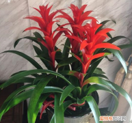 鸿运当头日常养护，养盆鸿运当头，日常打理注重这几点，开花红红火火迎新年