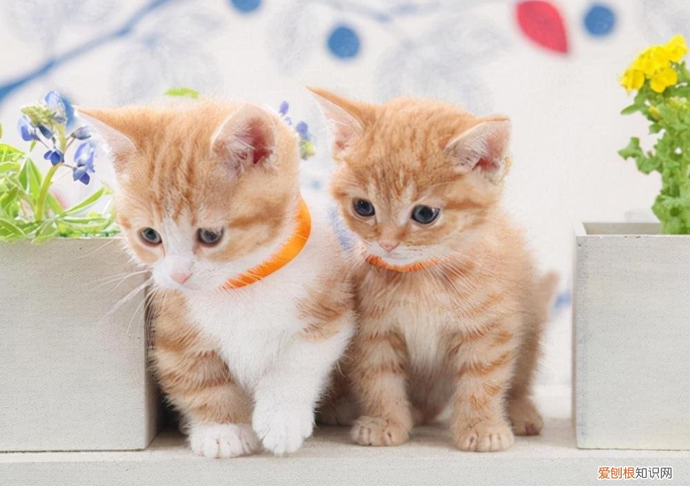怎么区别土猫和宠物猫的品种，养“宠物猫”和“土猫”的区别，这几点，差别太大了
