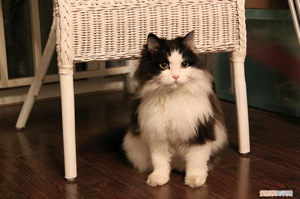 怎么区别土猫和宠物猫的品种，养“宠物猫”和“土猫”的区别，这几点，差别太大了