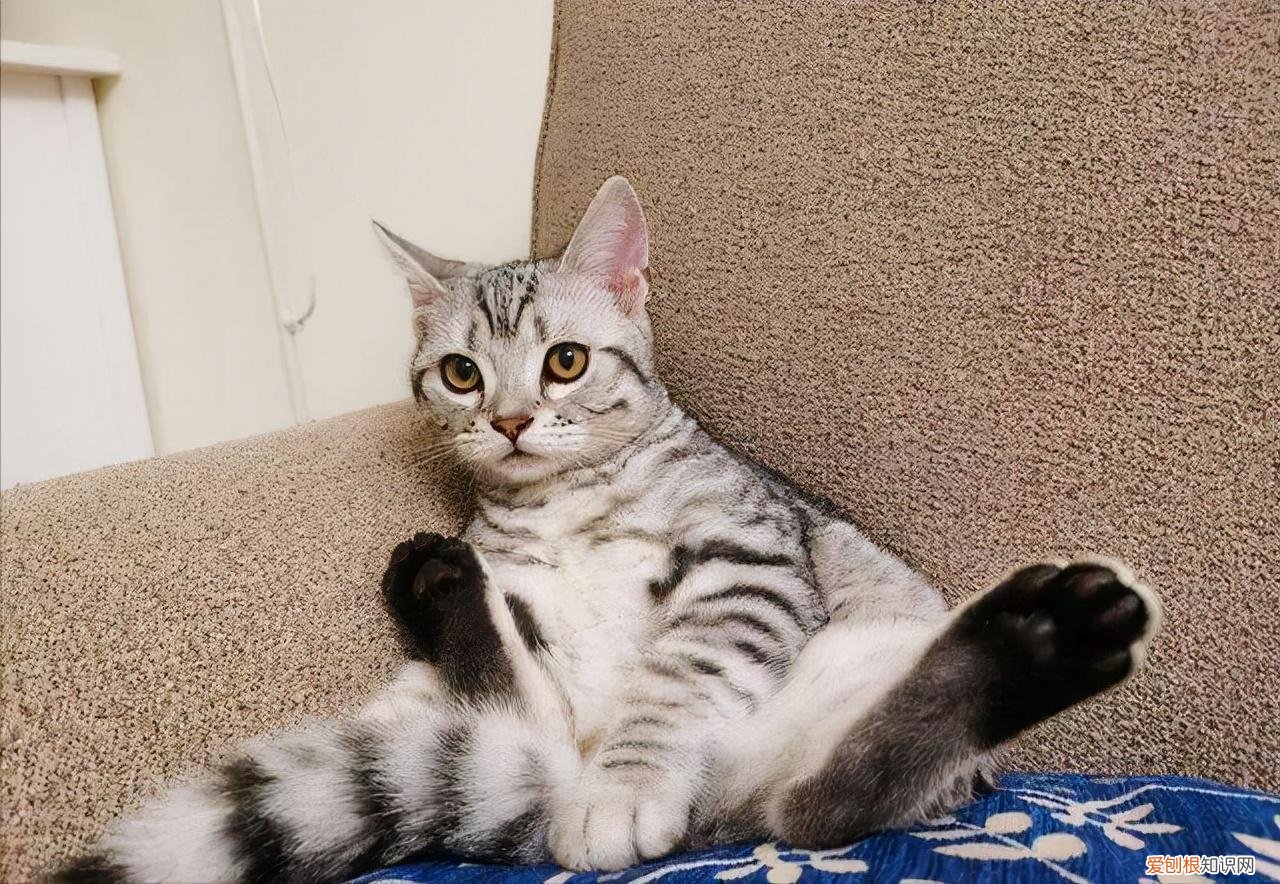 怎么区别土猫和宠物猫的品种，养“宠物猫”和“土猫”的区别，这几点，差别太大了