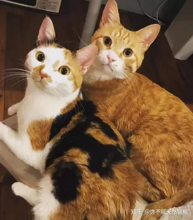 怎么样分辨猫咪的性别,怎样分辨猫咪的性别?看这4个地方准没错!