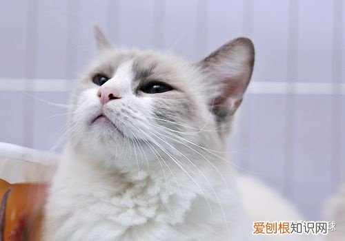 猫如何分公母 详细的辨别方法图解,猫如何分公母 详细的辨别方法