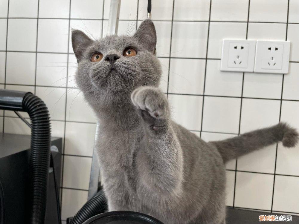 公猫与母猫怎么区别，如何区分公猫跟母猫？原来看这5点就够了
