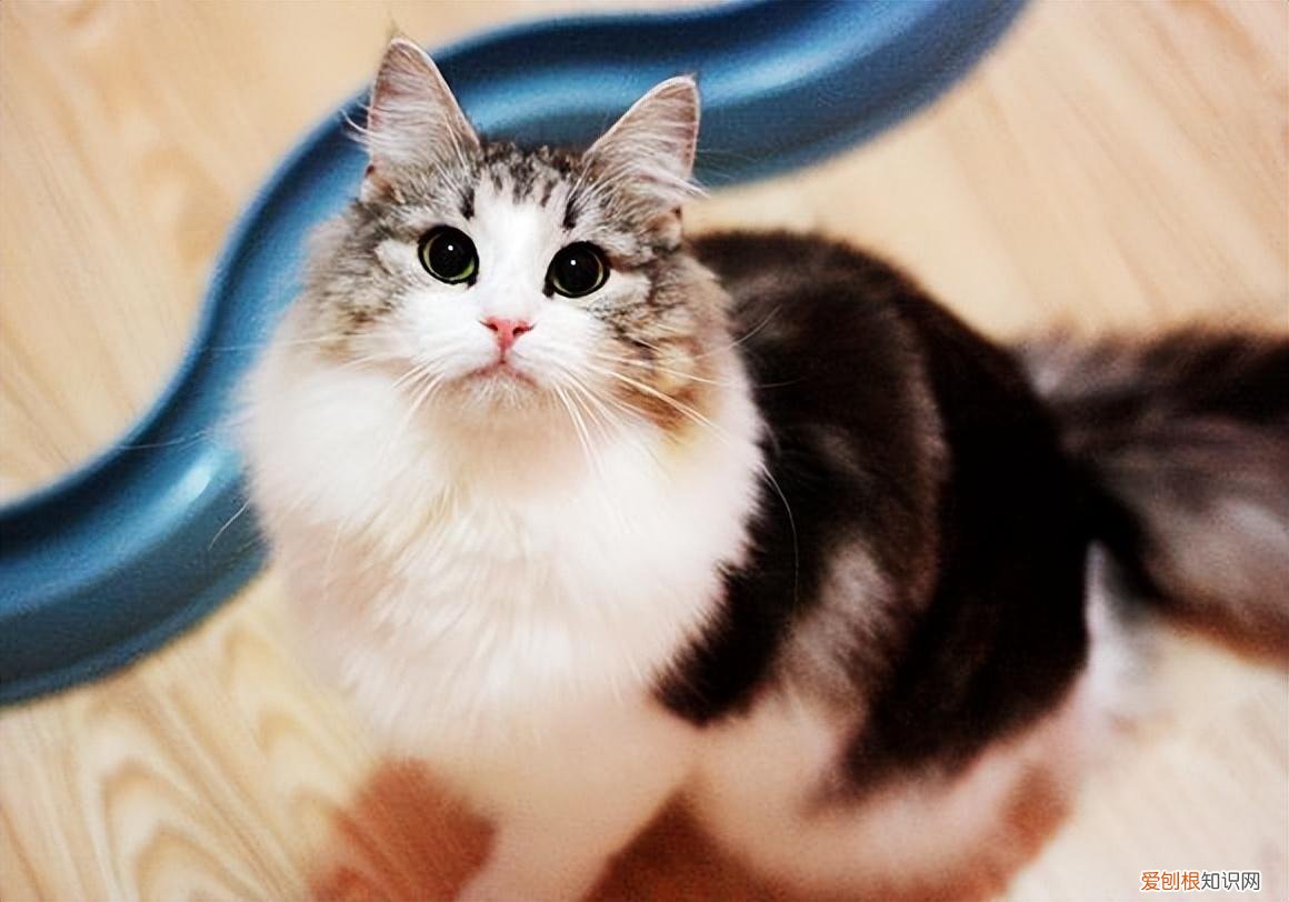 公猫与母猫怎么区别，如何区分公猫跟母猫？原来看这5点就够了
