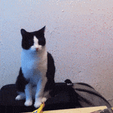 公猫与母猫怎么区别，如何区分公猫跟母猫？原来看这5点就够了