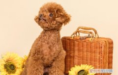 幼犬太瘦了都摸得到骨头 狗狗很瘦一摸全是骨头怎么办