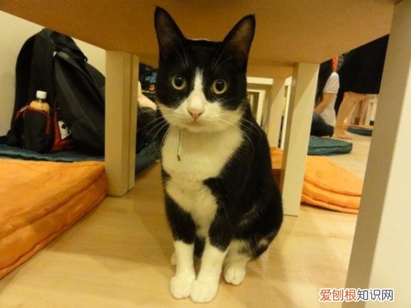 怎样分辨猫咪的性别，如何判断猫的性别？