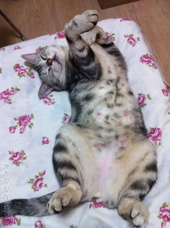 怎样分辨猫咪的性别，如何判断猫的性别？