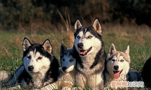 狗狗是公的还是母的好养活，公狗母狗区别，看看打动你没有，你会如何选择？