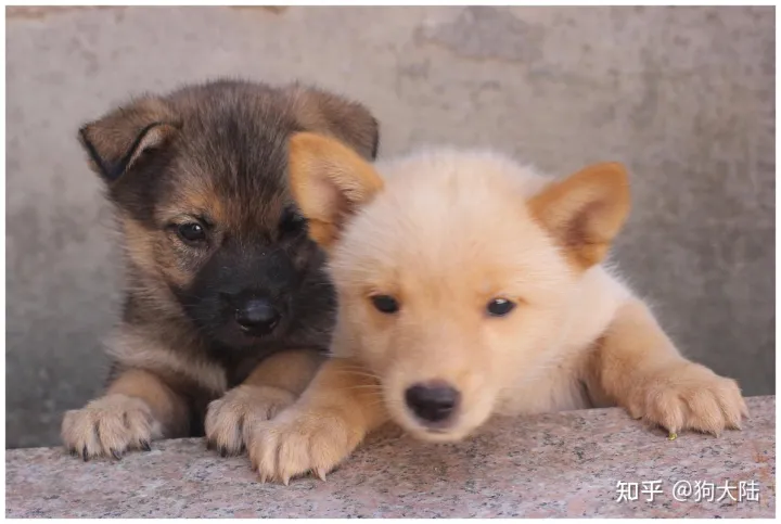 宠物狗好养还是土狗好养，养“宠物狗”和“土狗”的区别，亲身经历告诉你，差别很大