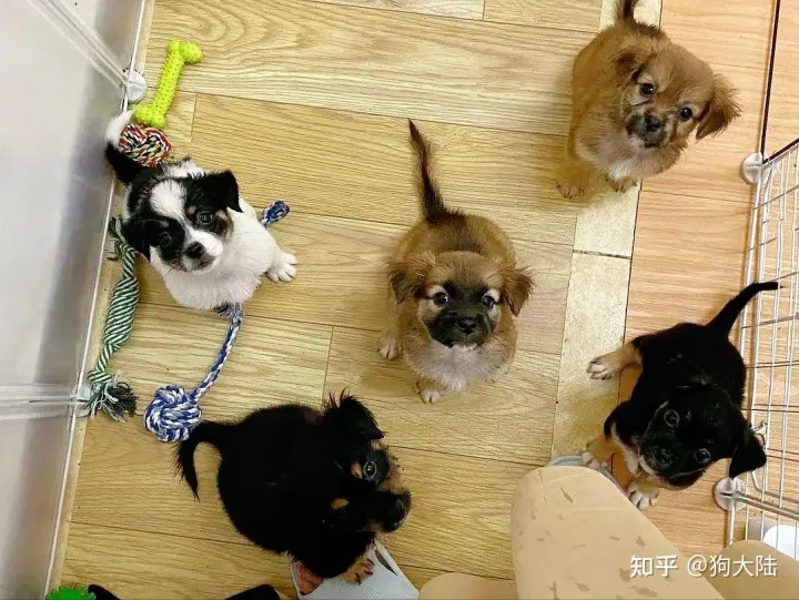 宠物狗好养还是土狗好养，养“宠物狗”和“土狗”的区别，亲身经历告诉你，差别很大