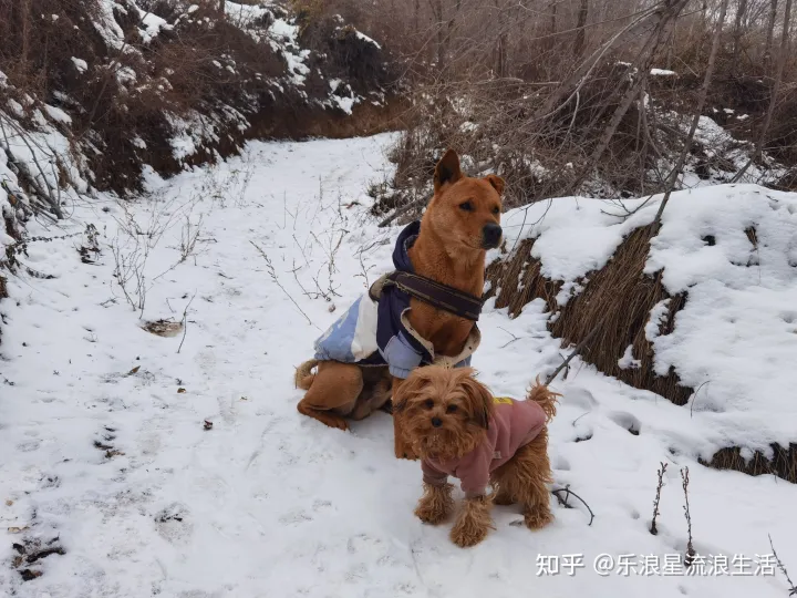 土狗跟犬有什么区别,土狗和宠物狗有什么实际上的区别?