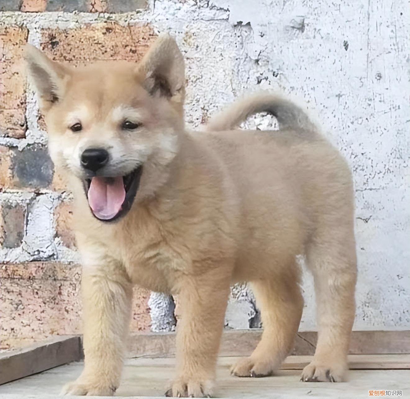 什么样的田园犬是最好的图片，田园犬与宠物犬，有什么区别？