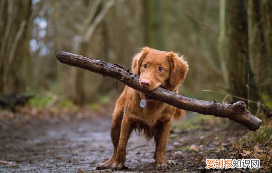 狗狗拉了透明胶状粑粑怎么办啊 狗狗拉了透明胶状粑粑怎么办