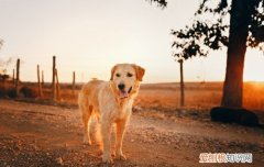 金毛经常呕吐是什么原因 金毛犬呕吐的5大原因分析