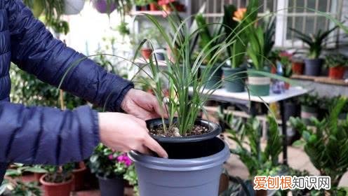 养花有哪些技巧,养花真的有“技巧”,就5招,简单实用花卉长得好,茂盛不怕烂根