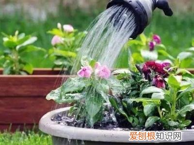 养花有什么技巧吗视频教程，养花有什么技巧