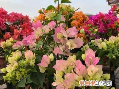 养花有什么技巧吗视频教程，养花有什么技巧