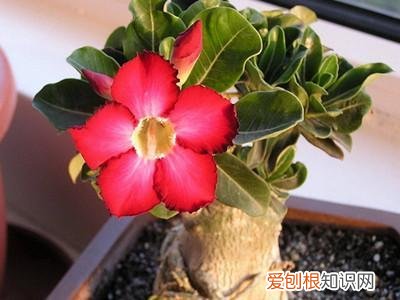 养花的小技巧有哪些，养花的7个技巧，简单易学又实用，养一盆活一盆！