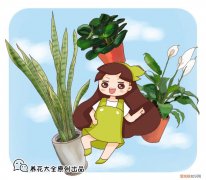 养花的小技巧有哪些，养花的7个技巧，简单易学又实用，养一盆活一盆！