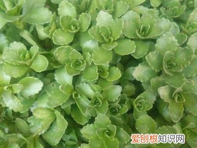养花的小技巧有哪些，养花的7个技巧，简单易学又实用，养一盆活一盆！