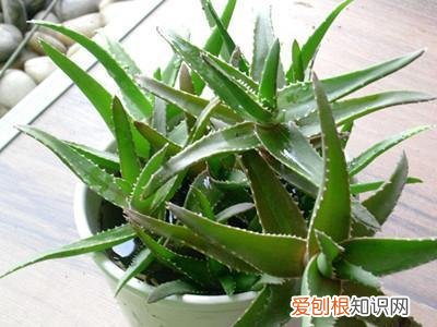 养花的小技巧有哪些，养花的7个技巧，简单易学又实用，养一盆活一盆！