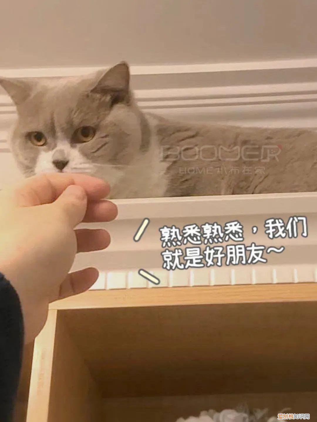 有什么有趣的宠物名字好听，关于宠物的趣味知识，求分享？