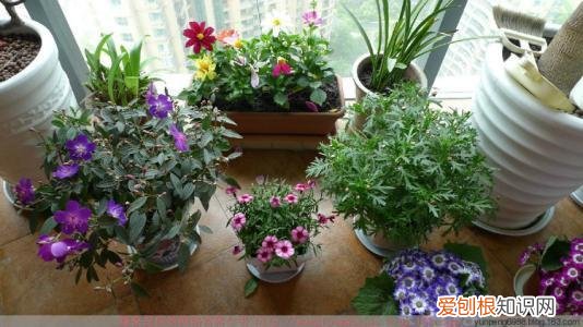 养花怎么防止烂根,养花的5个“窍门”,简单实用,花长得茂盛不怕烂根!