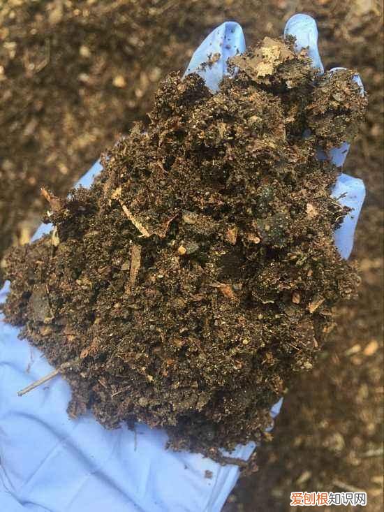 养花怎么防止烂根,养花的5个“窍门”,简单实用,花长得茂盛不怕烂根!