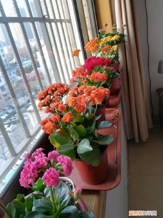 养花怎么防止烂根,养花的5个“窍门”,简单实用,花长得茂盛不怕烂根!