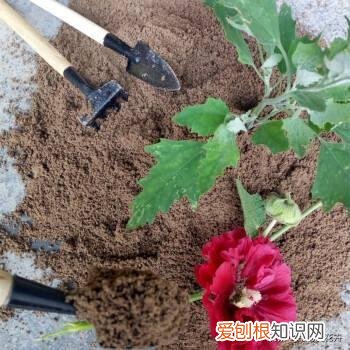 弄懂这7个养花绝技下一句，想要快速养好植物，必备这5种养花小技巧，快看看你都知道吗？