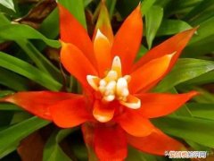 弄懂这7个养花绝技下一句，想要快速养好植物，必备这5种养花小技巧，快看看你都知道吗？